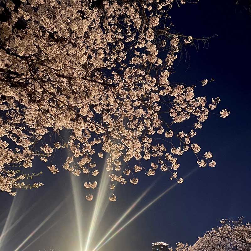 大阪城公園の夜桜は大阪人の定番スポット！<br>